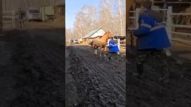 #новосибирский #конезавод #ранчо #дончак смотреть онлайн