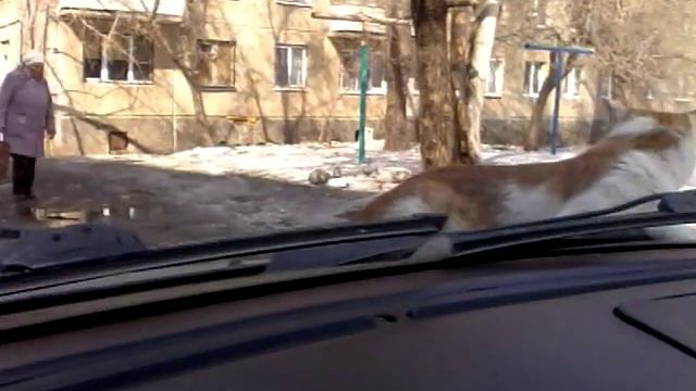Катаю кота на капоте смотреть онлайн