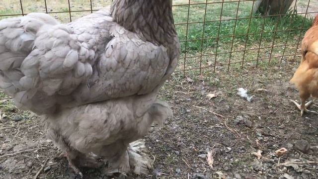 Самые красивые куры!Простые домашние куры