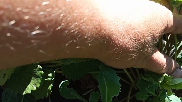 Обработка клубники после сбора урожая смотреть онлайн