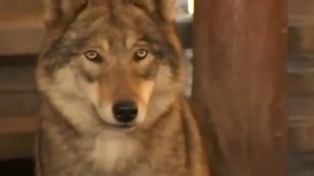 Волк, белка, лис,рысь, тигр. смотреть онлайн