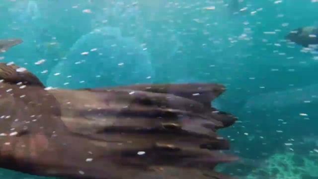 Подводный мир, аквариум.Расслабляющая музыка,медитация и борьба со стрессом.Релакс,сон за 5 минут смотреть онлайн