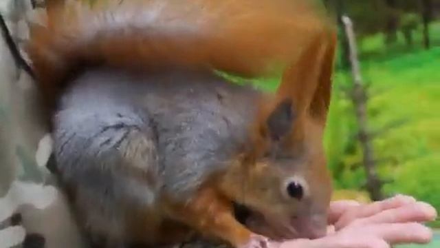 Ручной зоопарк. Белки смотреть онлайн