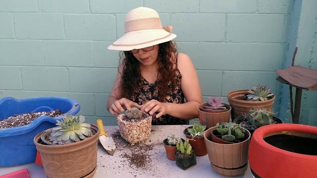 TRASPLANTE de Cactus y Suculentas смотреть онлайн