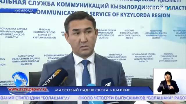 МАССОВЫЙ ПАДЕЖ СКОТА В ШАЛКИЕ смотреть онлайн