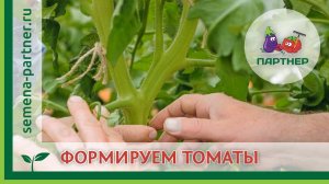 ФОРМИРОВАНИЕ ТОМАТОВ