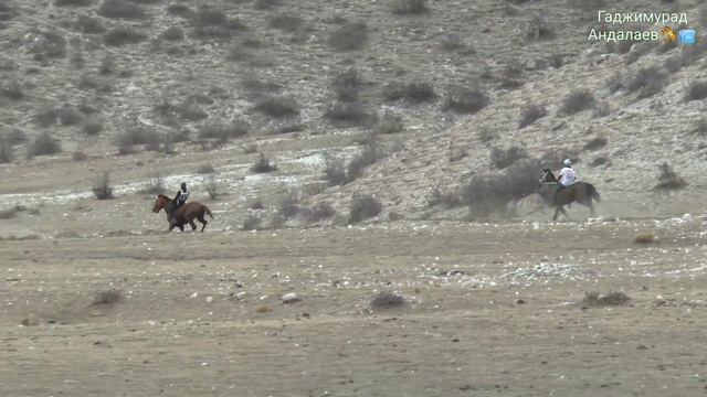 Скачки в с.Анди.1-я партия.11 кругов.13.03.2022 г смотреть онлайн