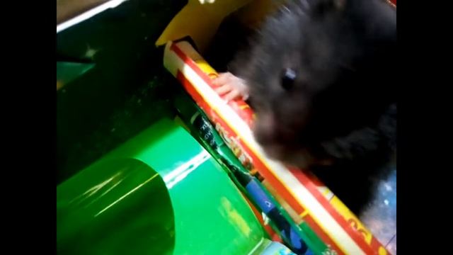 Сирийский хомяк в лабиринте.