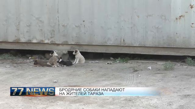 БРОДЯЧИЕ СОБАКИ НАПАДАЮТ НА ЖИТЕЛЕЙ ТАРАЗА смотреть онлайн