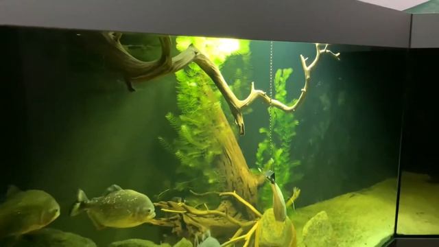 Пираньи и вечерний ужин