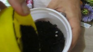 ВЫРАЩИВАНИЕ ПАССИФЛОРЫ ИЗ СЕМЯН! УСКОРЕННЫЙ МЕТОД