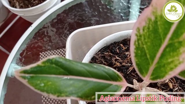 Aglaonema Lipstik Puding смотреть онлайн