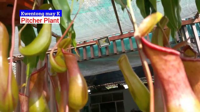 Pitcher Plants