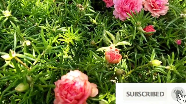 Garden ideas | ചട്ടി മറിഞ്ഞ പത്തുമണി | ഒഴുകുന്ന പത്തു മണി ഗാർഡൻ |Shimi's world смотреть онлайн