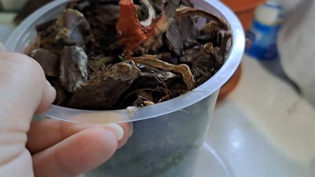 Пенёк орхидеи Мария Тереза.Наконец-то радость!? смотреть онлайн