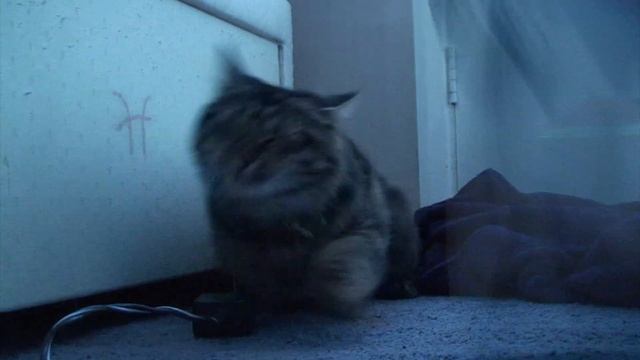 Scruffy Cat - Welcome to the world of youtube.. (NEW) смотреть онлайн