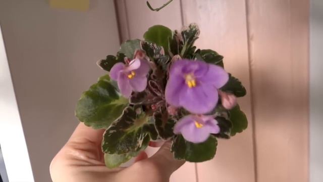 Снова вредители? Зимний уход , что зацветает и что я узнала:) смотреть онлайн