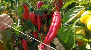 Лето, дремлющее в банке  Обзор урожая перца от Партнёр - Ласанта, Аллар, Джемини, Жёлтая капия