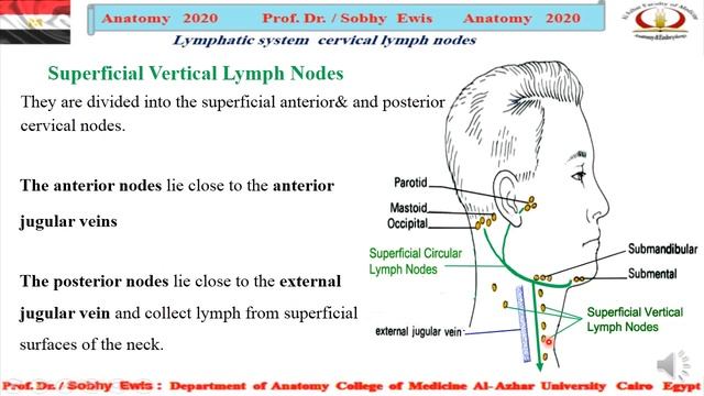 ‫Cervical Lymph nodes смотреть онлайн