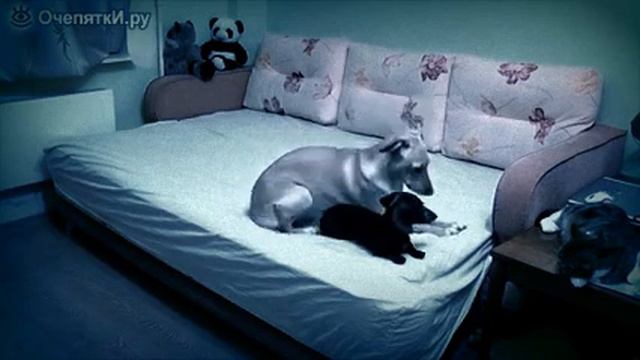 Собаки в ожидании тебя смотреть онлайн