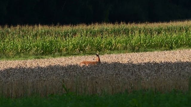 Косули на злаковых полях. смотреть онлайн