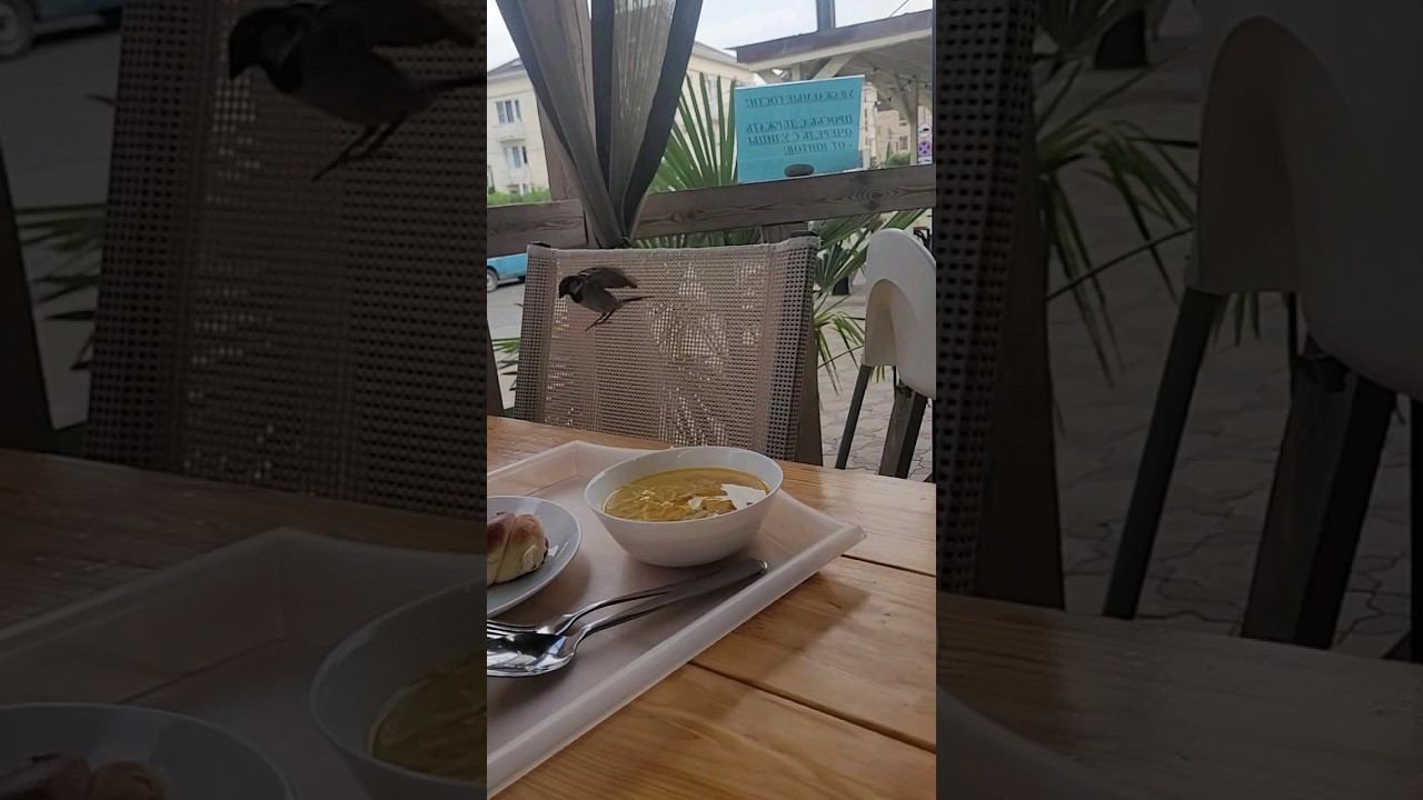 #Лазаревское. Беспредел в столовой. смотреть онлайн