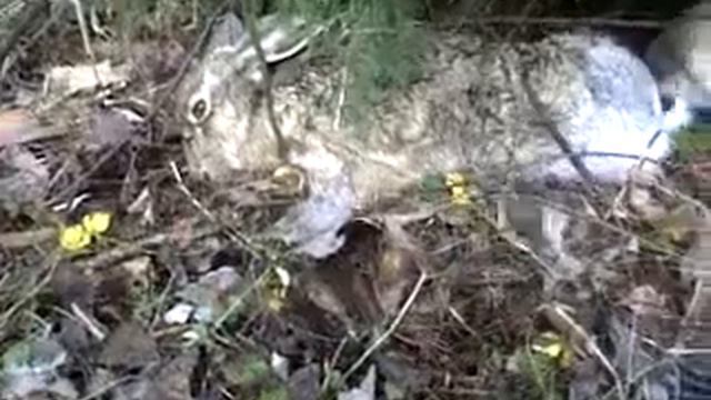 Золотистый ретривер впервые увидел в лесу живого зайца