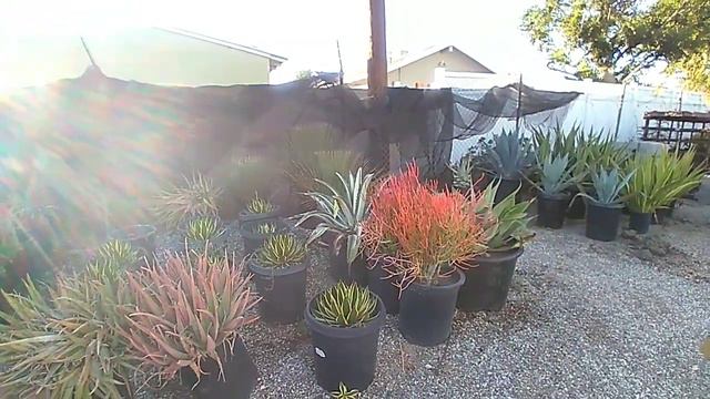 Visit to Torrance Wholesale Nursery_(Part 1)!!! смотреть онлайн