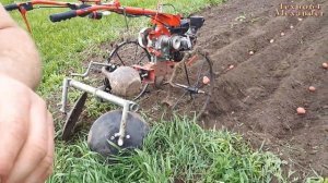 Посадка картофеля ДИСКОВЫМ ОКУЧНИКОМ 2021г. Дизельный мотоблок Фаворит.