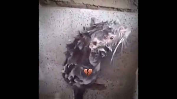 BEST MR. BOOMBASTIC MEMES - VIRAL MEMES COMPILATION