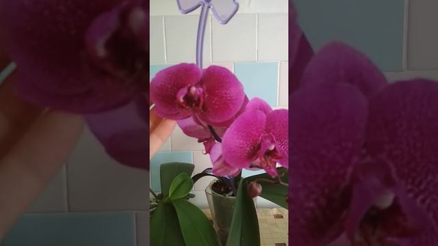 моя коллекция орхидей смотреть онлайн