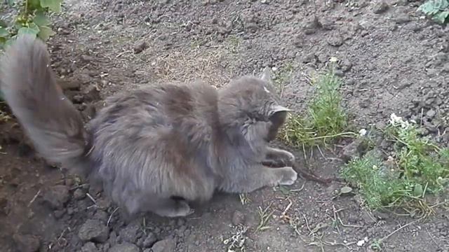 Удачная рыбалка кота Йорика.Одесса. смотреть онлайн