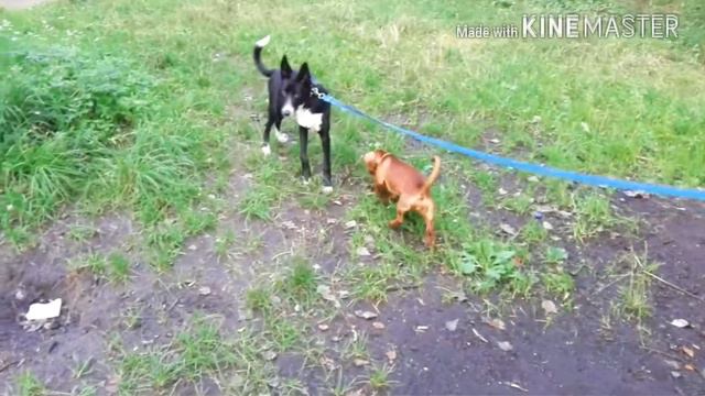 Хаски гуляет только со своей стаей) смотреть онлайн