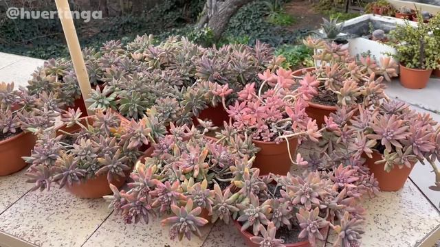 GRAPTOSEDUM FRANCESCO BALDI | Graptosedum Darley Sunshine