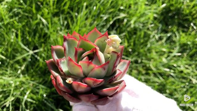 Echeveria Pink Dragon смотреть онлайн