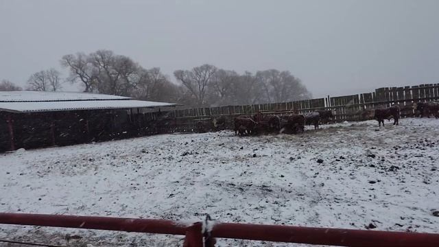 ГЕРЕФОРДСКИЕ БЫЧКИ ВСТРЕЧАЮТ ЗИМУ в Загоне. Ноябрь 2020. смотреть онлайн