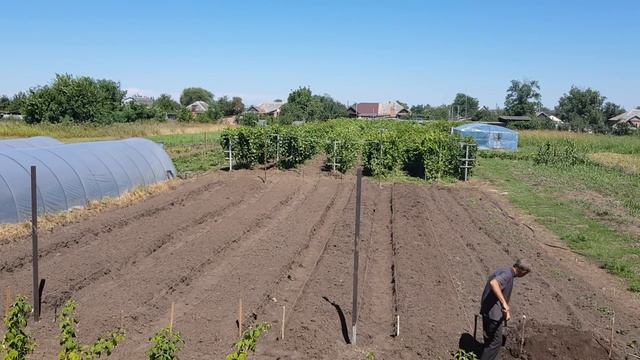 Готовим маточник для клубники. Сорта Кабрилло, Мальвина, Купчиха, Альбион, Антеа. смотреть онлайн