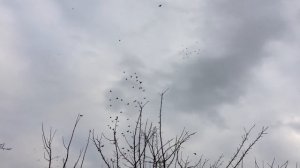 бойные леушковские голуби