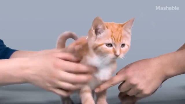 ЭВОЛЮЦИЯ КОШЕК ЗА 100 ЛЕТ смотреть онлайн