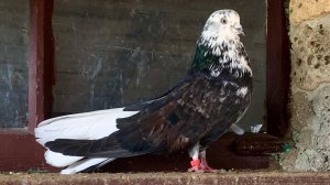 Николаевские голуби. Крым