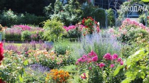 Эти удивительные немецкие розы