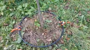 Капельный прикорневой полив деревьев и кустарников. Полив33.рф