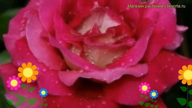 Роза чайно-гибридная Кроненбург. Краткий обзор описание характеристик Kronenbourg