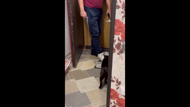 Burmese cat meets his dad 😍 Бурманский котик встречает папу с работы😍 смотреть онлайн