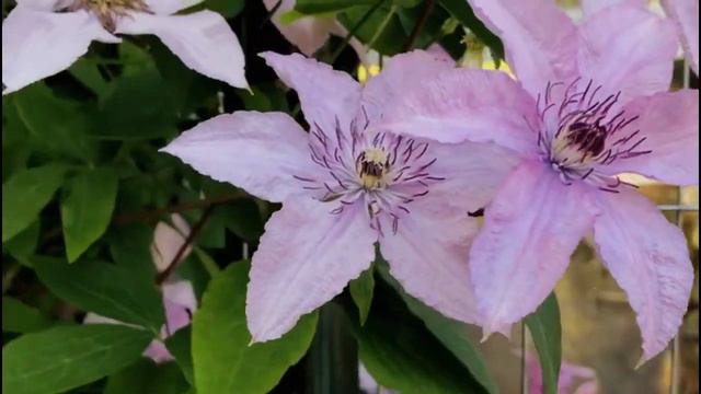 Beautiful Clematis in Bloom I Our Garden смотреть онлайн