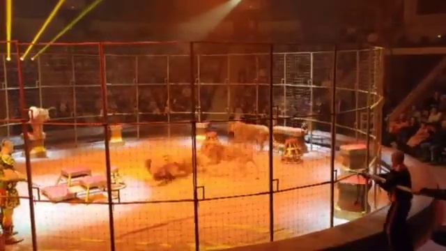 В Екатеринбурге львы подрались во время представления в цирке смотреть онлайн