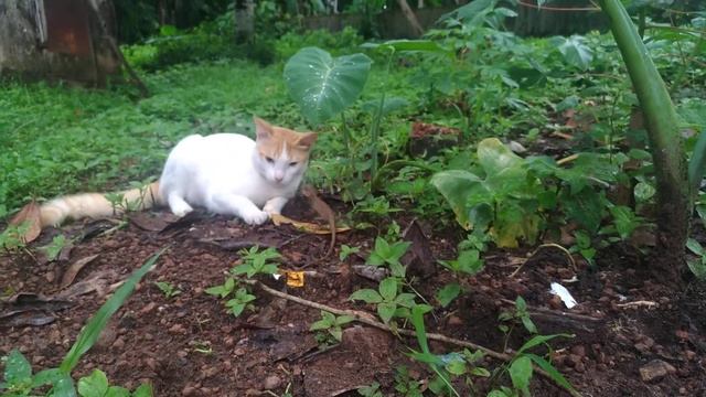 Young Kitty saves owner from 8 feet long Monitor Lizard смотреть онлайн
