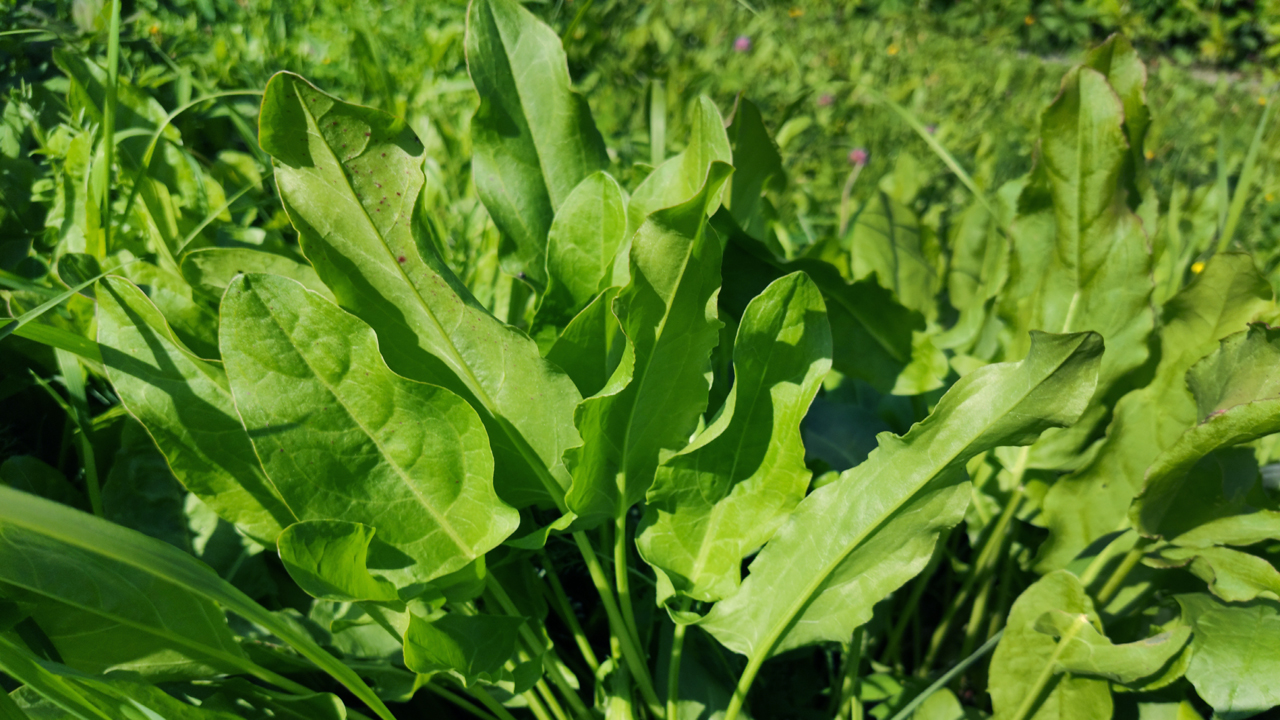 Как заморозить щавель на зиму в морозилке смотреть онлайн