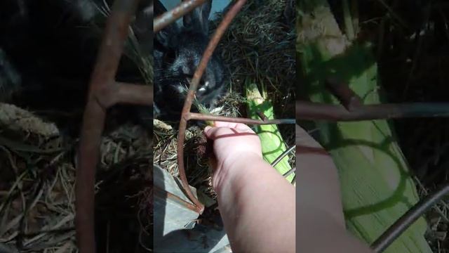 приручение крольчат к рукам смотреть онлайн