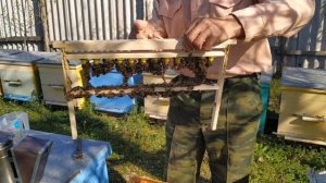 Ранний вывод маток.